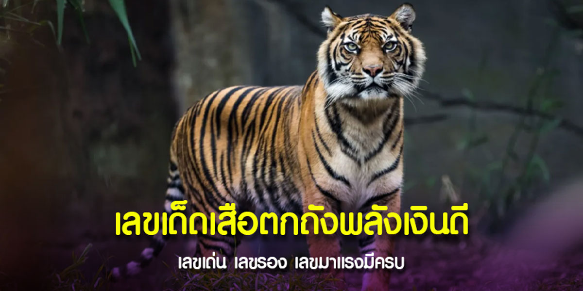 หวยเสือตกถังพลังเงินดี จัดเต็มเลขเด่น