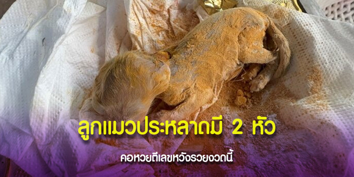 ตีเลข แมวคลอดตัวที่ 5 มี 2 หัว